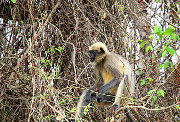 Common gray langur monkey eating from a wild berry tree in forest in Goa, India. Belongs to Semnopithecus Entellus species and is also known as hanuman langur in India.