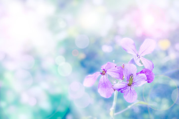 Fototapeta na wymiar Soft focus on spring flower - insect on purple flower