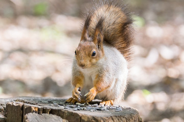 squirrel on a tree