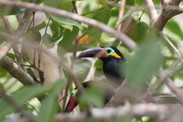 Tucano do Bico Preto