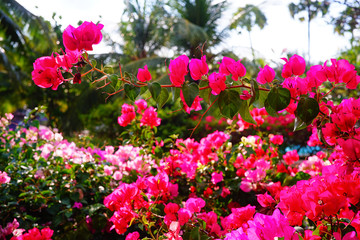 Different flowers background