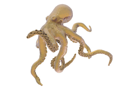 Octopus isolated on white background, 3D illustration