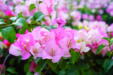 Different flowers background