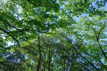 Fototapeta premium Forest of Tokyo - 東京 府中の森１