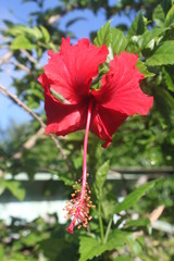 Flor de Ibisco Vermelha