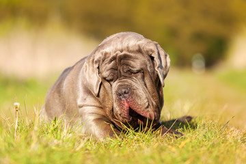 Neapolitan Mastiff on a meadow