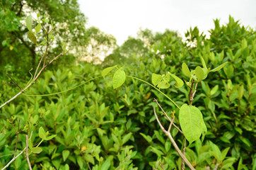 Background photos of beautiful new buds