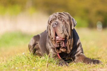 Neapolitan Mastiff on a meadow