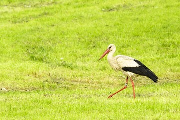 Weißstorch auf einer Spreewaldwiese