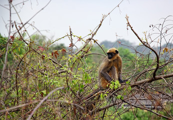 Indian gray langur monkey sitting on a wild berry tree in forest in Goa, India. Also known as hanuman langur and belongs to Semnopithecus Entellus species.