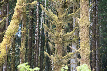 Rain Forest