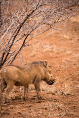 Warthog in Savannah next to dry Bush, Kruger, South Africa, Africa