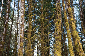 Rain Forest