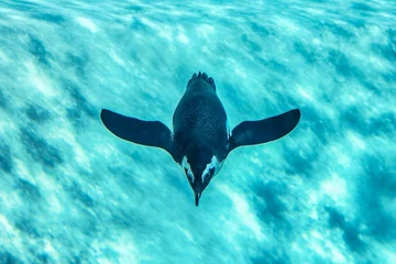 Muurstickers Penguin swimming underwater © bubblegirlphoto