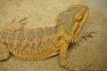 Bearded dragon ( lizard). Lizard on the sand.