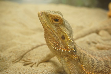 Bearded dragon ( lizard). Lizard on the sand.