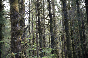 Naklejka premium Rain Forest
