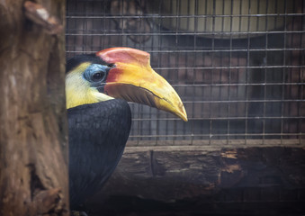 Close up of a hornbill bird