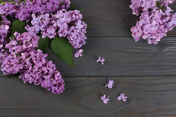 lilac flower on dark wooden background. top view