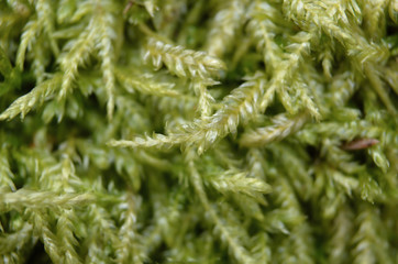 moss makro