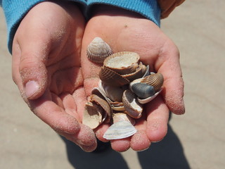 Strandurlaub: Kinderhand mit Muscheln © finecki