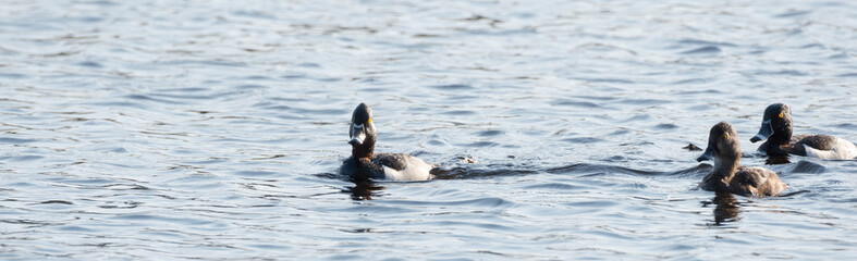 Ring-necked ducks.   Mating pairs compete for the best genes during their brief stay on a lake in northeastern Canada. 