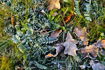 Mit Raureif bedeckte Blätter auf Wiese im Herbst