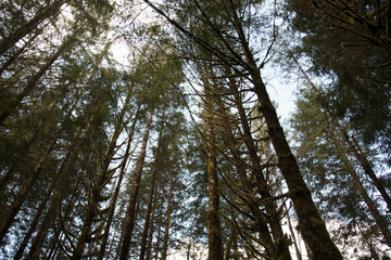 Rain Forest