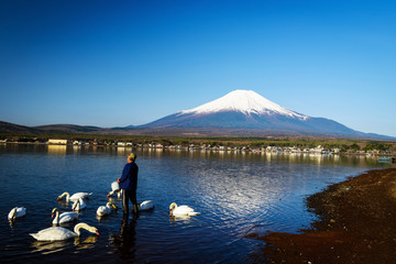 Old man feeding food to swans