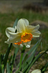 narcissus flowers from garden