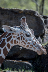 Kopf einer Giraffe © Kostas Koufogiorgos