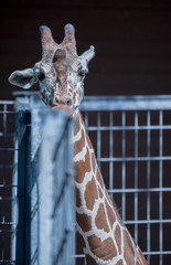 Giraffe am Zoogitter © Kostas Koufogiorgos