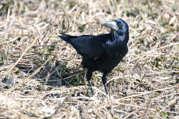 Black rook on dry grass
