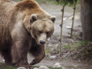 Obraz na płótnie Canvas Walking grizzly bear