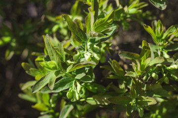 Fototapeta na wymiar A flourishing green branch of honeysuckle.