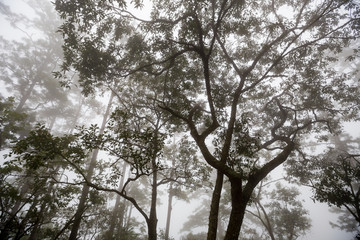 Tree in fog