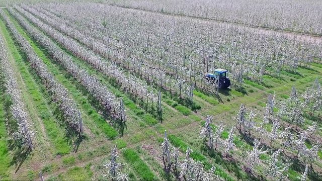 Farmer working on a tractor in his apple garden