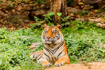An Indian tiger in the wild. Royal, Bengal tiger