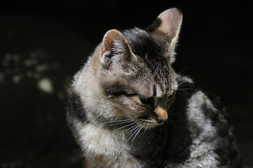 Obraz premium うつむきねこ