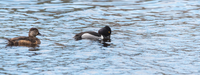 Ring-necked ducks.   Mating pairs compete for the best genes during their brief stay on a lake in northeastern Canada. 