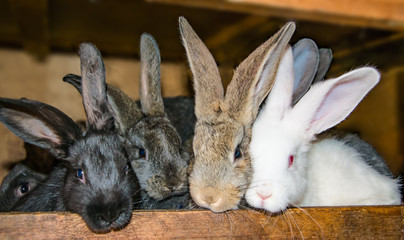 Four small pet rabbit peeking out of the cage