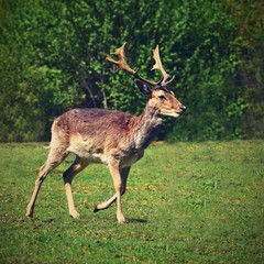 Fallow - fallow deer. (Dama dama ) Beautiful natural background with animals.