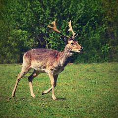 Naklejka na ściany i meble Fallow - fallow deer. (Dama dama ) Beautiful natural background with animals.