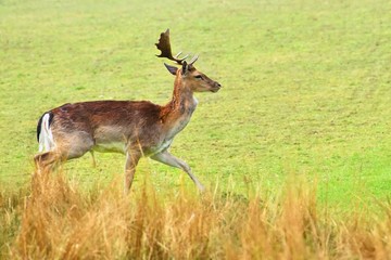 Fallow - fallow deer. (Dama dama ) Beautiful natural background with animals.