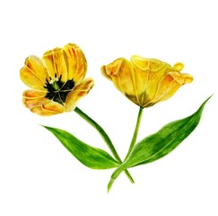 Watercolor painting set of Tulips. Yellow isolated Tulip on white background