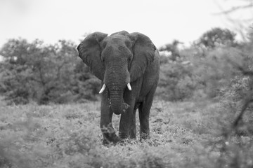 Fototapeta na wymiar Big elephant approaching along a road tusks trunk