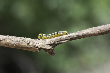 Caterpillar perched on a branch, a butterfly caterpillars before.