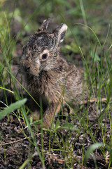 Baby of european hare sitting among grass