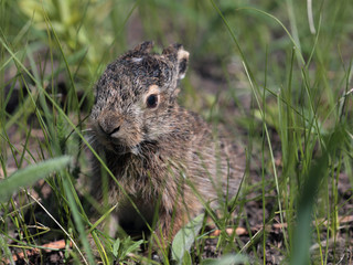 Young european hare sitting among grass