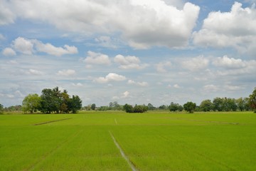 field of rice seedlings green with blue sky